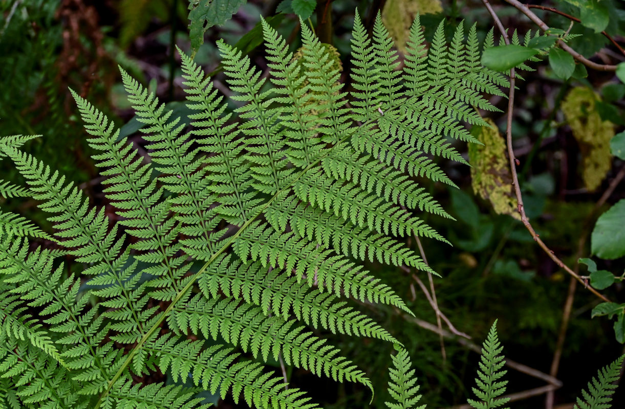 Image of Athyrium filix-femina specimen.