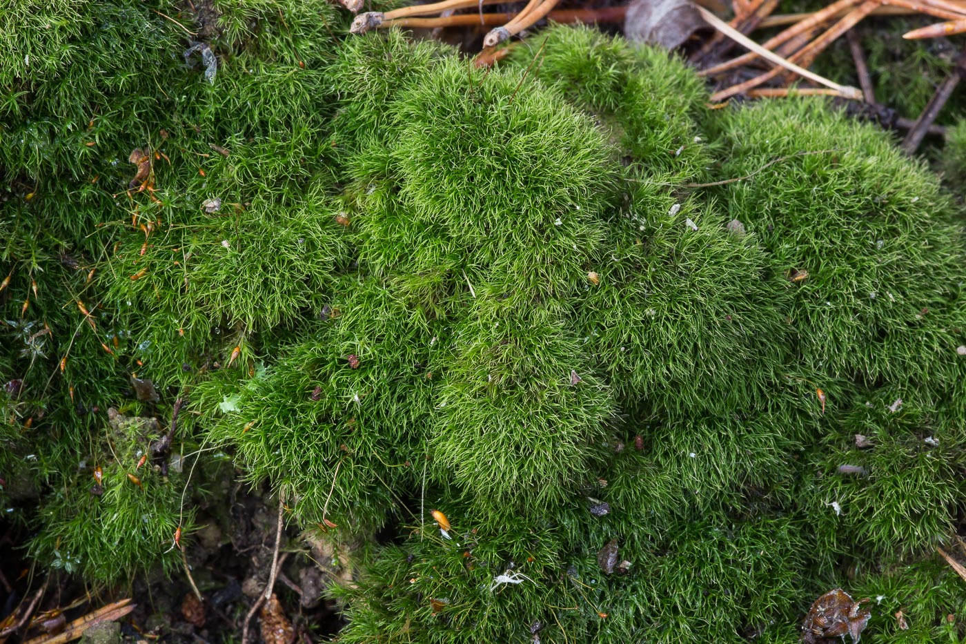 Изображение особи Dicranella heteromalla.