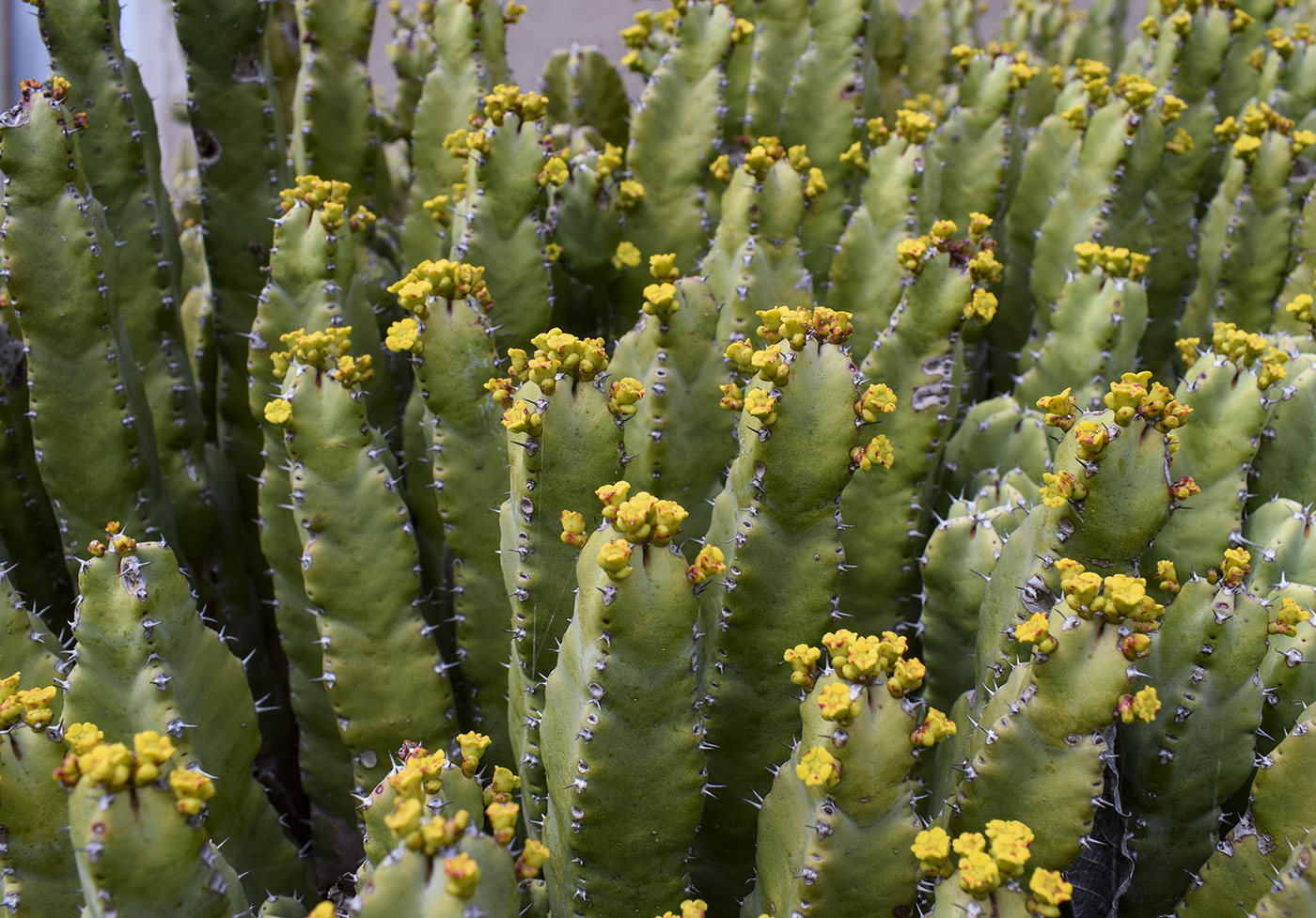 Изображение особи Euphorbia resinifera.