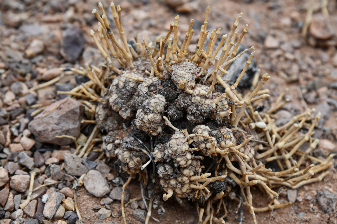 Изображение особи Anabasis truncata.