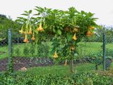 Brugmansia arborea. Цветущее растение. Испания, автономное сообщество Астурия, муниципалитет Колунга, окр. пуэбло Ластрес (Llastres). Июль.