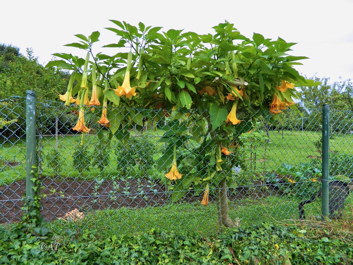 Image of Brugmansia arborea specimen.