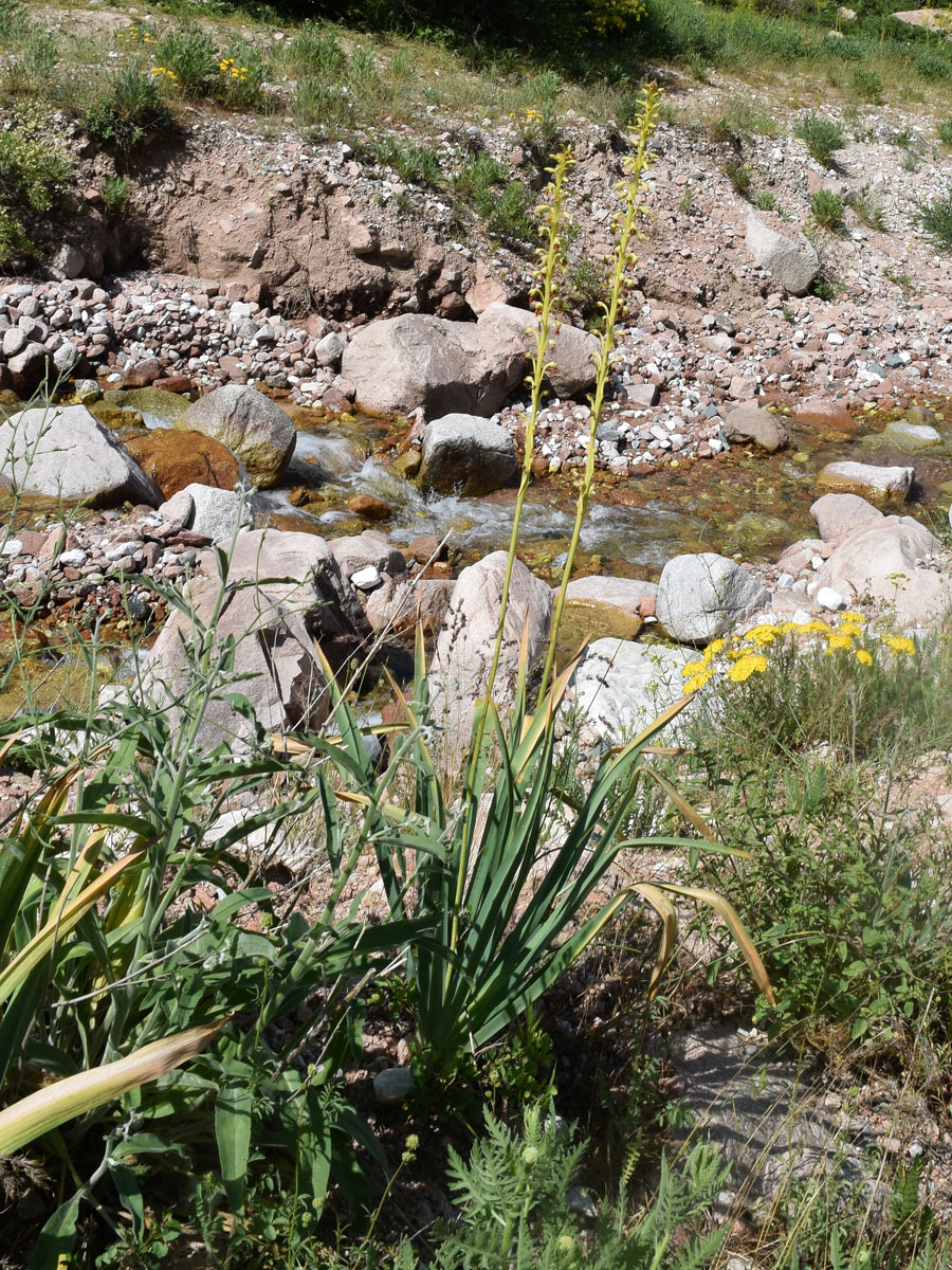 Image of Eremurus turkestanicus specimen.