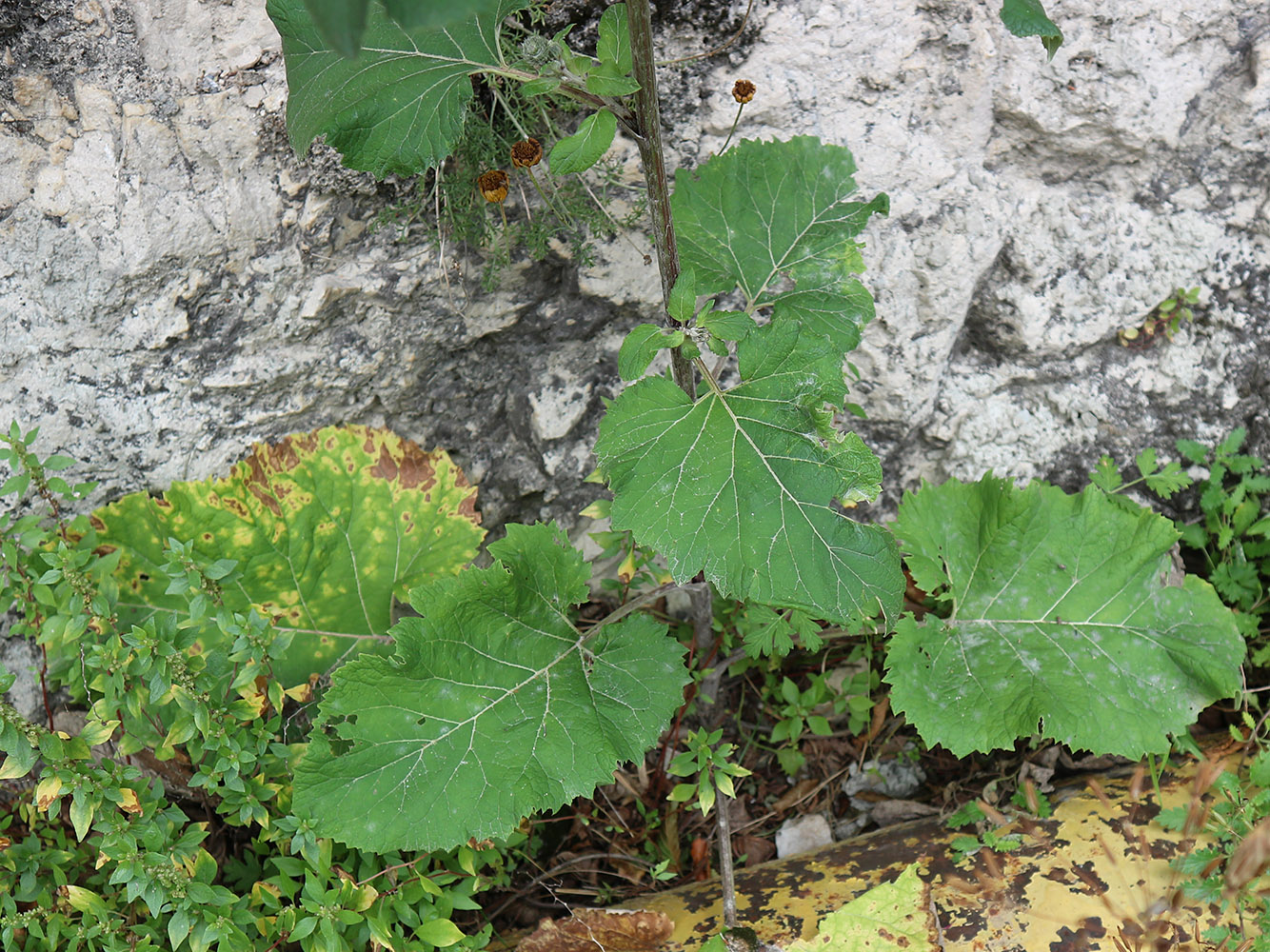 Изображение особи род Arctium.