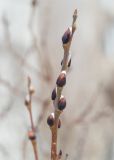 Salix caprea