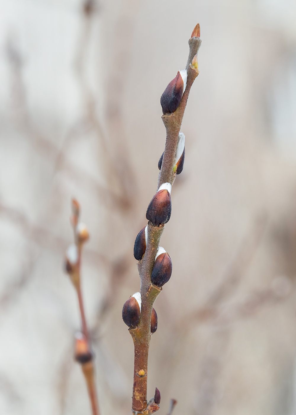 Image of Salix caprea specimen.