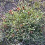 род Astragalus