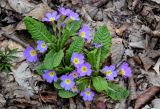 Primula vulgaris