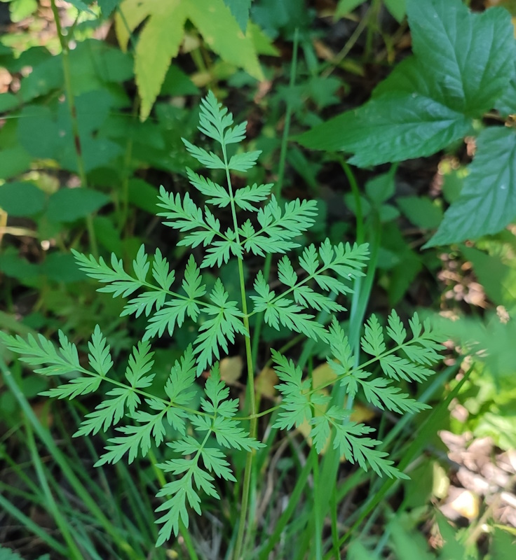 Изображение особи Anthriscus sylvestris.