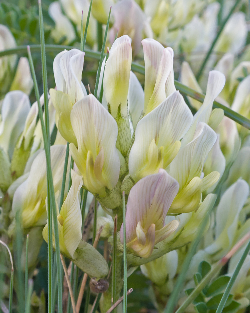 Изображение особи Astragalus resupinatus.
