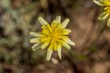 View full-size image genus Scorzonera