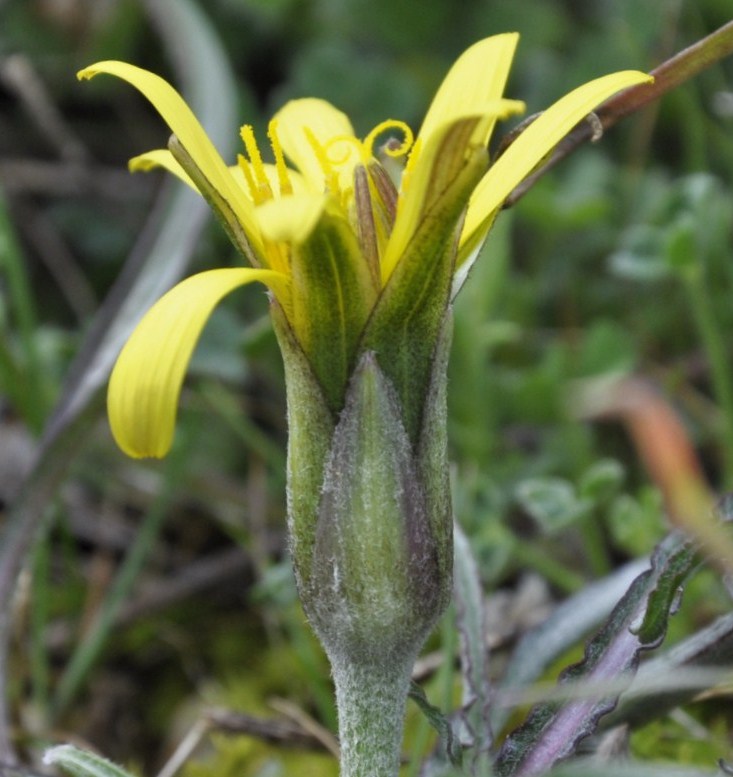 Image of genus Scorzonera specimen.