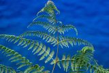 View full-size image Pteridium aquilinum