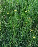 Смотреть изображение Tragopogon pratensis