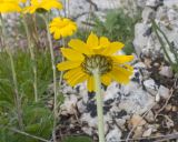 View full-size image Anthemis sosnovskyana
