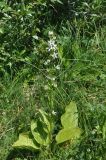 View full-size image Swertia iberica