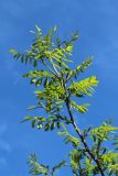 View full-size image genus Robinia