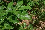 View full-size image genus Quercus