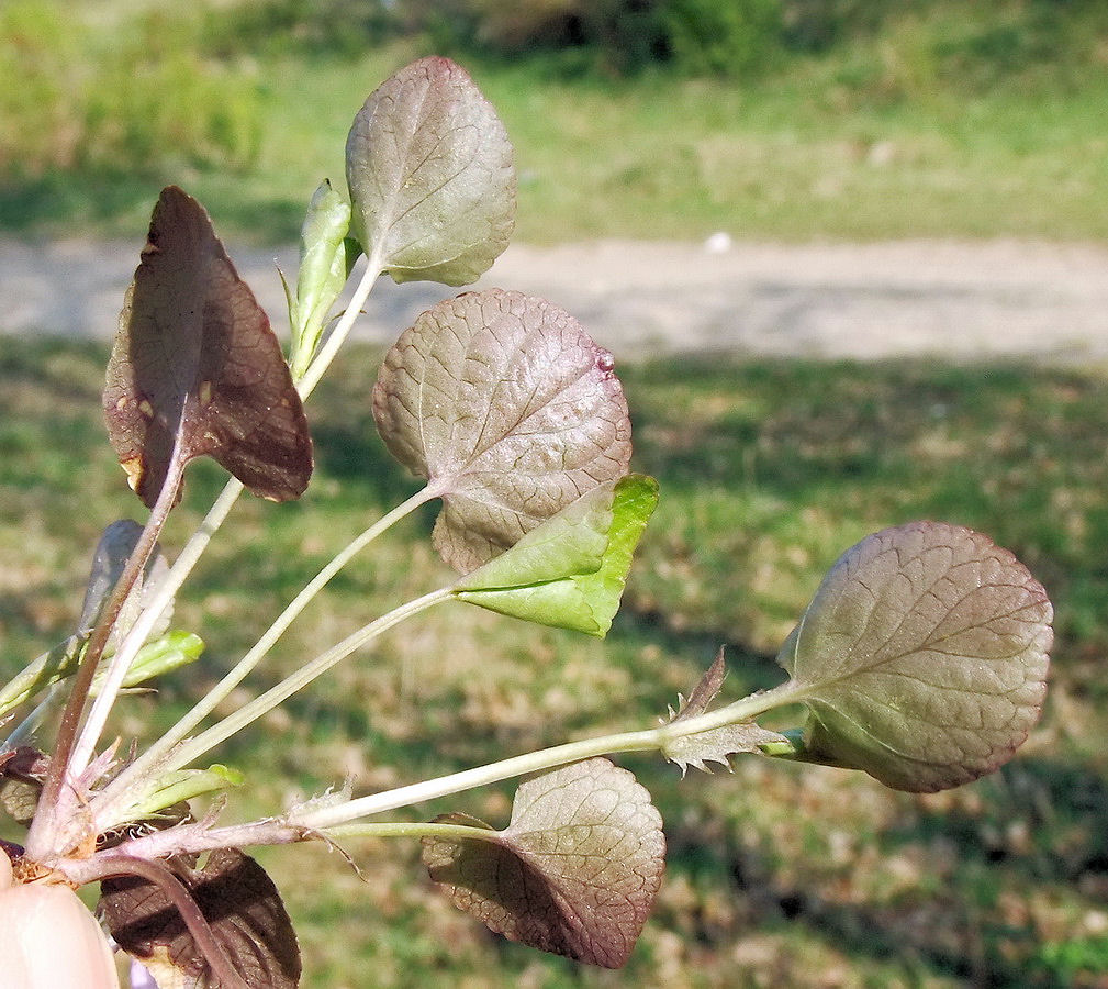 Image of Viola sacchalinensis specimen.