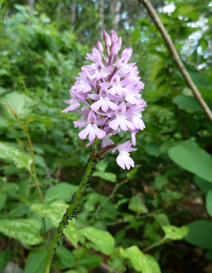 Изображение особи Anacamptis pyramidalis.