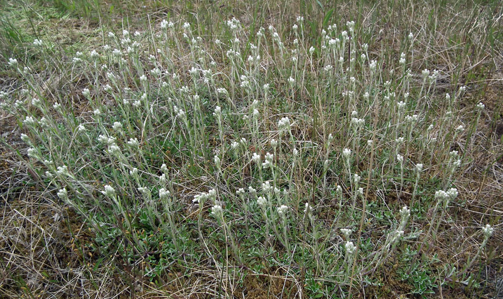 Image of Antennaria dioica specimen.