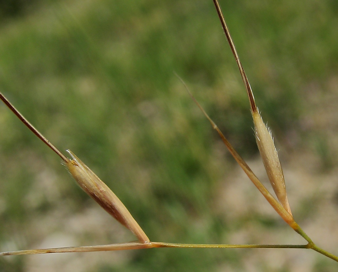 Изображение особи Stipa korshinskyi.