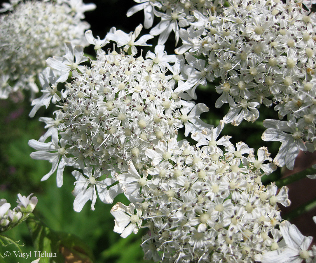 Image of Heracleum mantegazzianum specimen.