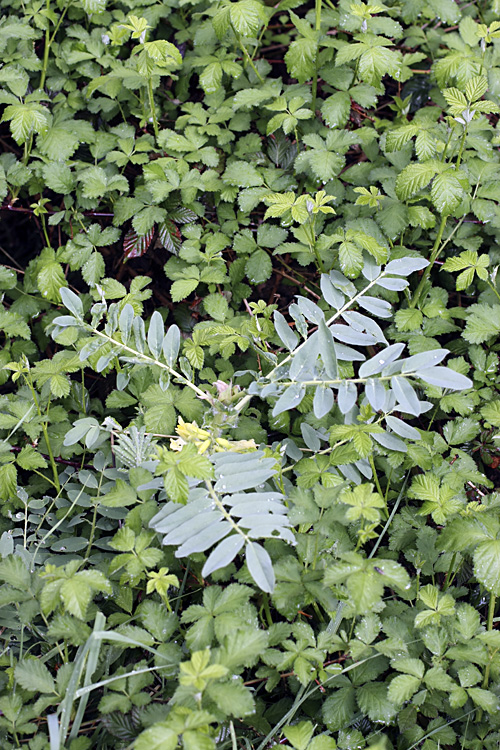 Image of Astragalus sieversianus specimen.