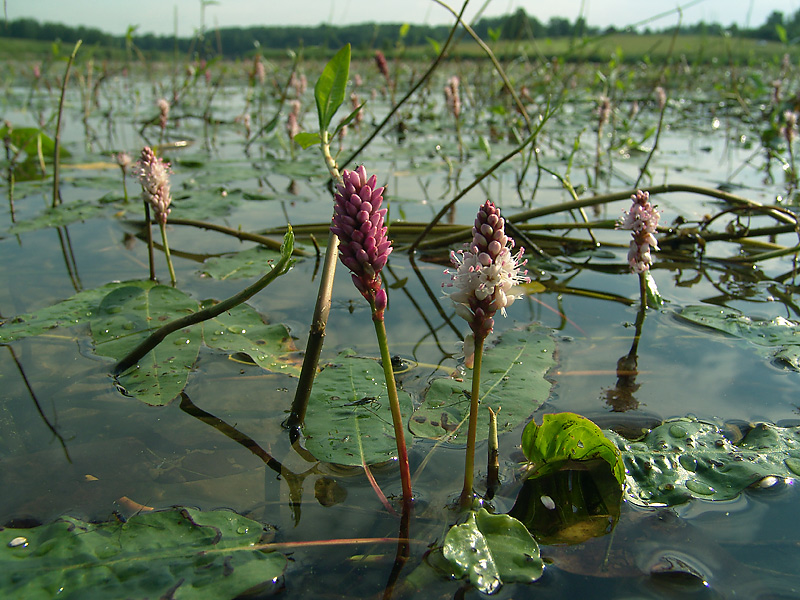 Image of Persicaria amphibia specimen.