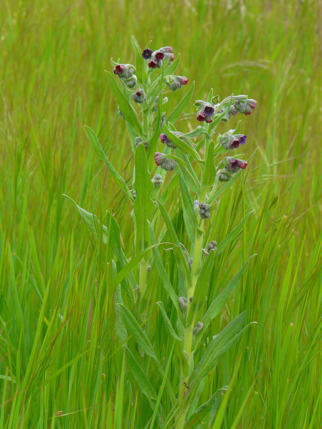 Image of Cynoglossum officinale specimen.