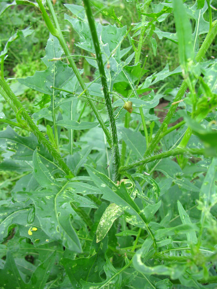 Image of Sisymbrium loeselii specimen.