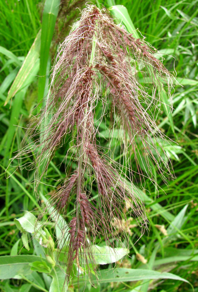 Image of Echinochloa tzvelevii specimen.