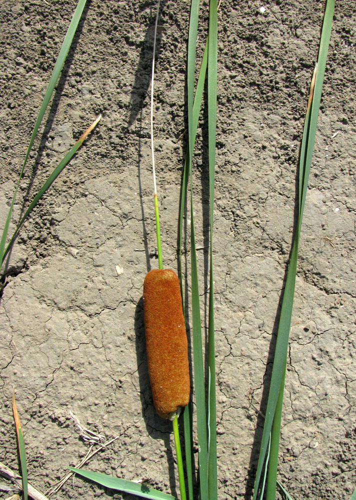 Image of Typha laxmannii specimen.