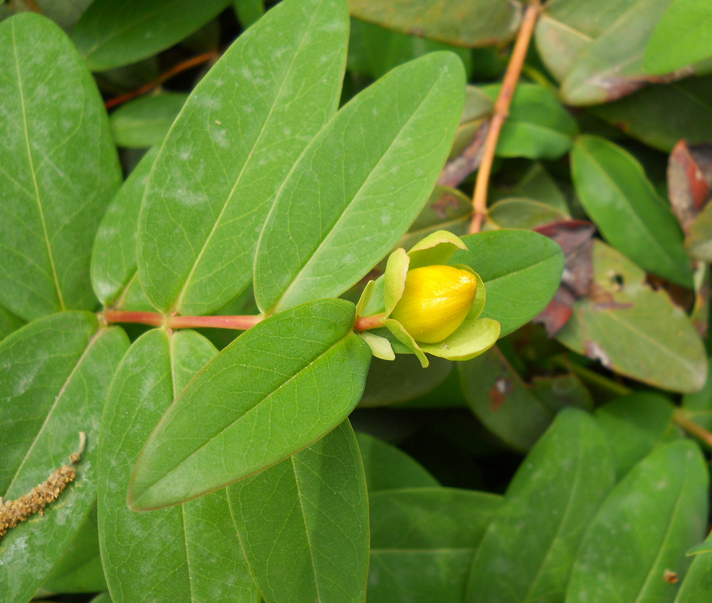 Image of Hypericum calycinum specimen.