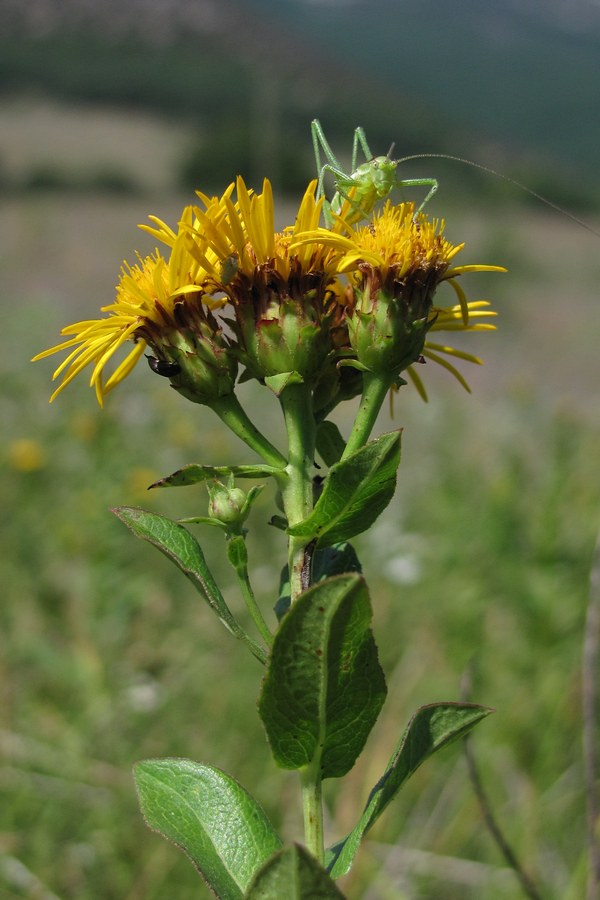 Изображение особи Inula aspera.