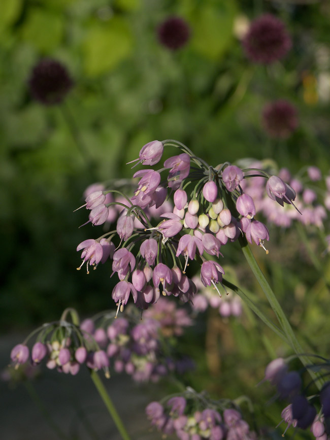 Изображение особи Allium cernuum.