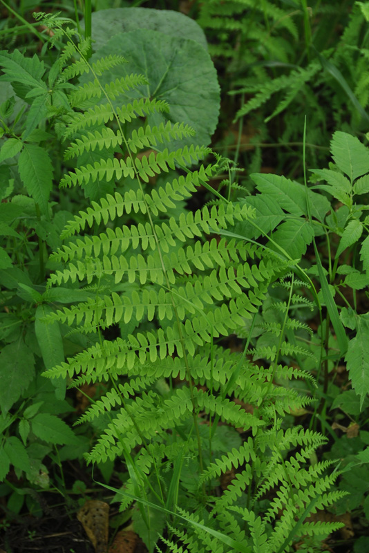 Изображение особи Thelypteris palustris.