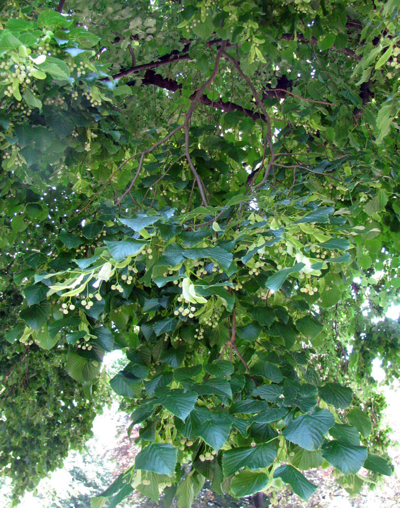 Image of Tilia platyphyllos specimen.