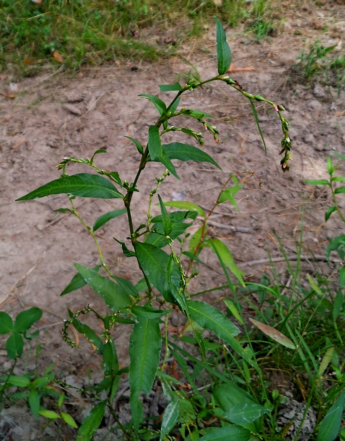 Image of Persicaria hydropiper specimen.