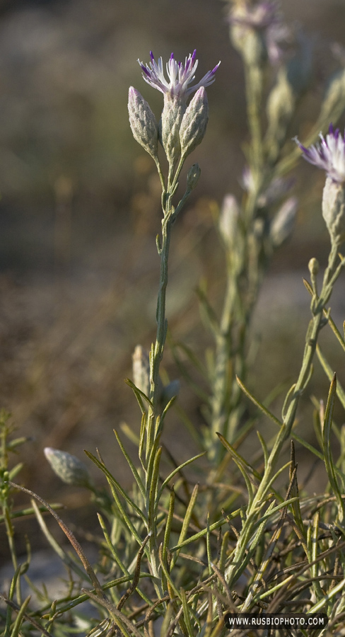 Image of Jurinea stoechadifolia specimen.