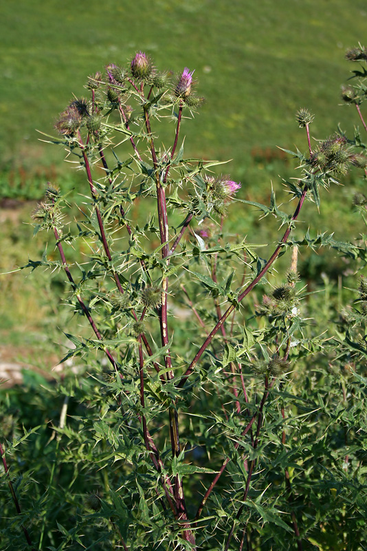 Изображение особи Cirsium czerkessicum.