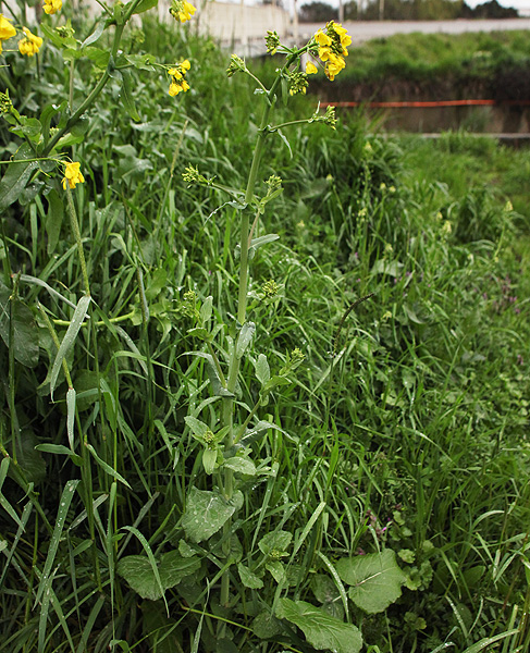 Изображение особи Brassica campestris.