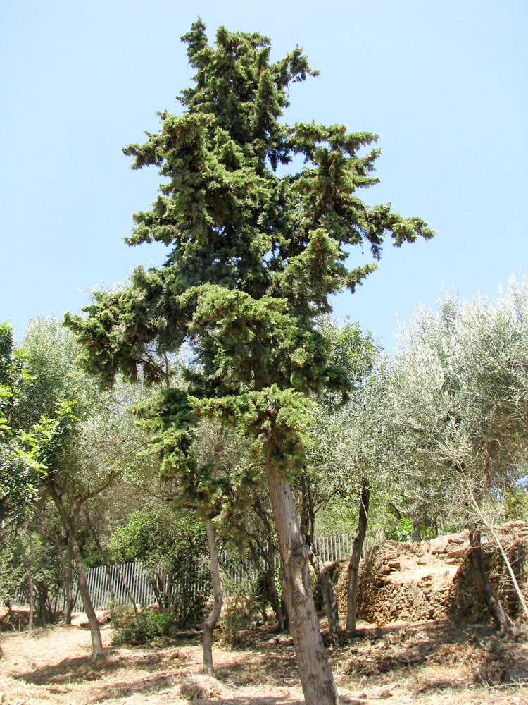 Image of genus Cupressus specimen.