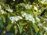 Photinia serratifolia