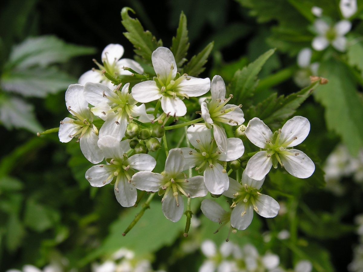 Изображение особи Cardamine leucantha.