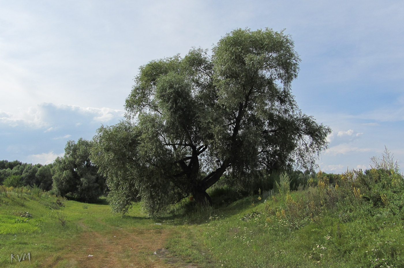 Изображение особи Salix alba.