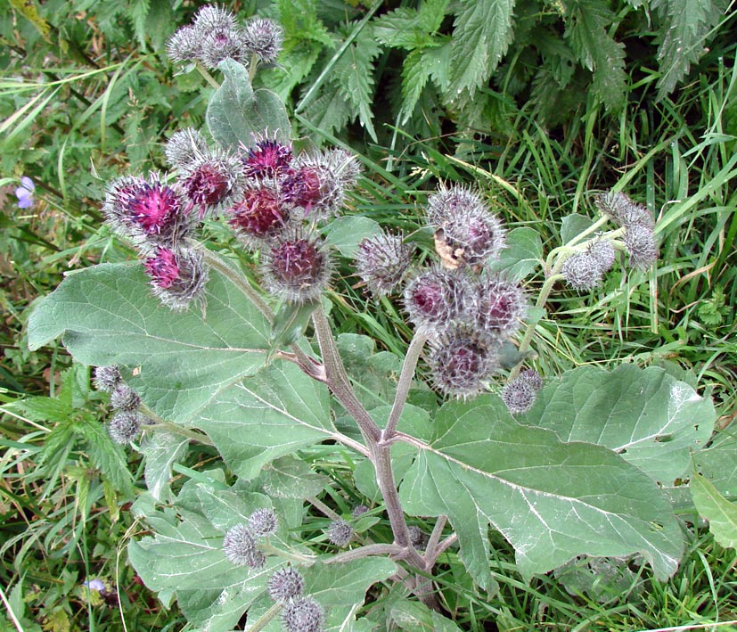 Image of Arctium tomentosum specimen.