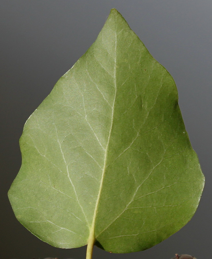 Image of Hedera helix var. arborescens specimen.