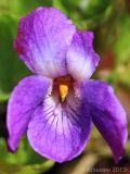 Viola × vindobonensis. Цветок. Ростовская обл., г. Таганрог. 05.04.2013.