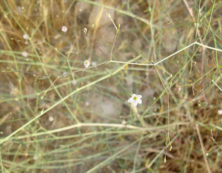 Image of Gypsophila capillaris specimen.